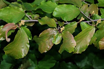 Parrothia persica bush blossoming at spring