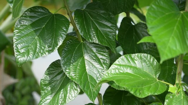 Dark green mulberry leaves are a plant that Thai people grow for use in the animal feed industry.