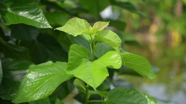 Dark green mulberry leaves are a plant that Thai people grow for use in the animal feed industry.