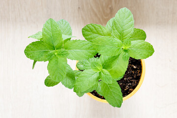peppermint Herbal Plant for Relaxation © josevgluis