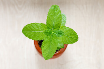 peppermint Herbal Plant for Relaxation © josevgluis