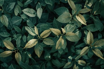 Premium Quality Visual of High Angle Beautiful Plant Outdoors