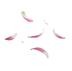 Falling Lotus Petals on Transparent Background