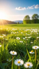 daisies and dandelions bathed in sunlight on a meadow hill