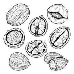 Types of Nuts Hand Drawn Sketch in one Picture, on a Transparent Isolated PNG Background