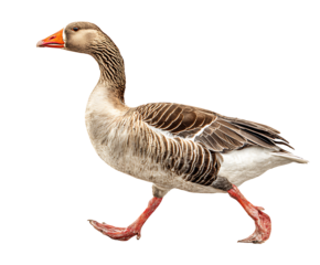 A goose walking gracefully, captured against a seamless background. The bird has a distinct appearance with brown and gray feathers, and vibrant orange feet and beak