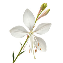 Gaura flower png butterfly bloom png pink white airy flower png long blooming perennial plant png garden flower png transparent background image