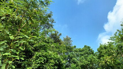 Bright blue sky and white clouds seen through lush tree canopy, calm and relaxing background for natural and organic themes