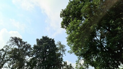 Blue sky with fluffy white clouds framed by green tropical trees, peaceful background for nature, wellness, or eco-friendly concepts
