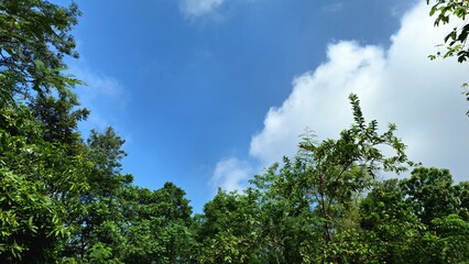 Obraz premium View from below of tree canopy with blue sky and scattered clouds, relaxing and inspiring background for editorial, meditation, travel content, or nature-based web design
