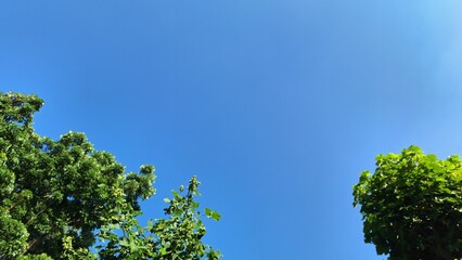 Cloudy blue sky framed by green trees in a tropical forest, natural peaceful background for relaxation, wellness design, environment, climate, and organic lifestyle concept
