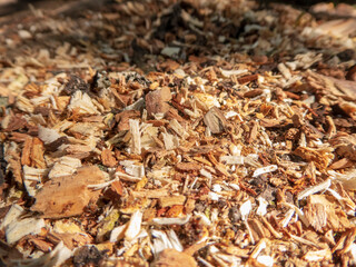 Close-up of Freshly Chipped Wood Mulch Covering the Ground in Warm Sunlight