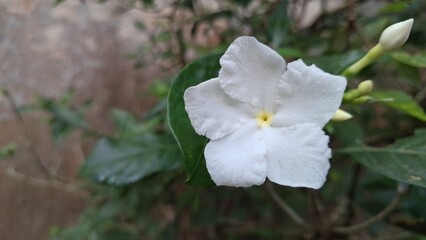 White Pinwheel Flower Tabernaemontana divaricata Close-up, Fresh Tropical Jasmine Bloom in Natural Outdoor Garden
