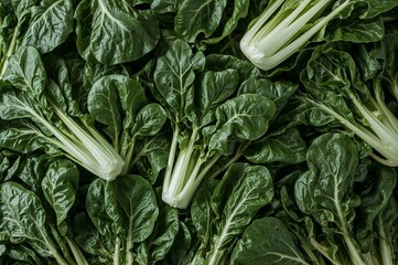 Fresh Green Bok Choy Vegetables