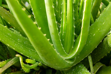 Aloe vera plant close up,Background of Aloe Vera plants close up.