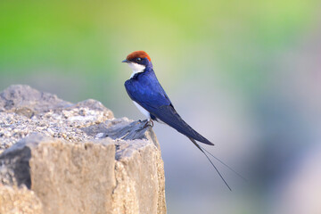 A beautiful Wire-tailed Swallow in daylight