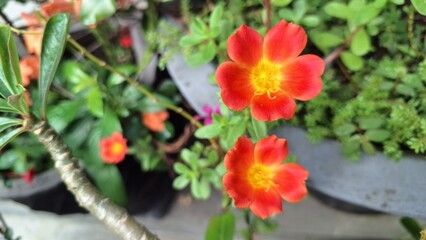 Fototapeta premium Close-Up of Portulaca Oleracea Granatus Flower Petals Brightly Opened in Sunshine