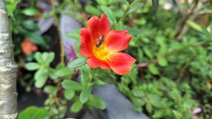 Stunning Portulaca Oleracea Granatus Annual Flower with Vivid Orange Red Petals