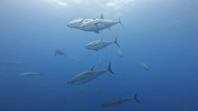 Injured Tuna Fry Struggles After Aggressive School Attack