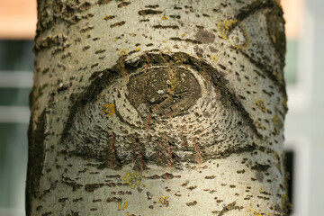 Aspen tree trunk and eye on it