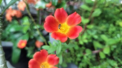 Eye-Catching Portulaca Oleracea Granatus Flower with Unique Petal Arrangement