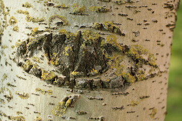 Aspen tree trunk and eye on it