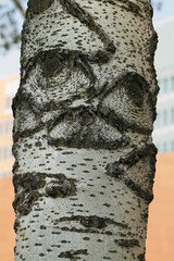 Aspen tree trunk and eyes on it