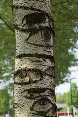 Aspen tree trunk and eyes on it