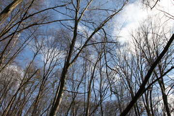 Tree branches against a blue sky with clouds