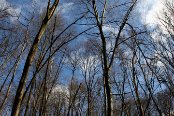 Tree branches against a blue sky with clouds