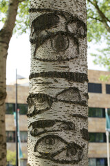 Aspen tree trunk and eyes on it