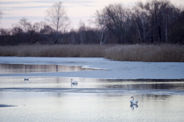 swans on the lake