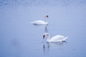 swans on the lake
