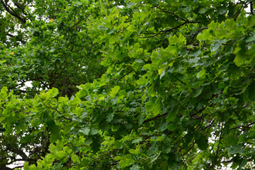 Close-up of vibrant green oak tree foliage, capturing sunlight