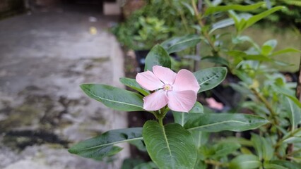 Beautiful pink Vinca flower (Catharanthus roseus) with raindrops and lush green foliage, symbolizing endurance and widely cultivated for decoration and traditional healing purposes