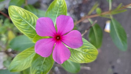 Fresh pink Madagascar Periwinkle flower (Catharanthus roseus) with green leaves and dewdrops, a popular flowering plant for gardens, home decor, and medicinal uses