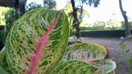 Colorful Aglaonema and Caladium leaves with pink and green patterns, lush tropical foliage for...