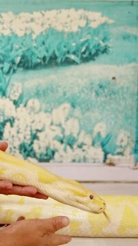 An exotic pet albino reticulated python or Malayopython reticulatus being gently gliding in the hands of the owner