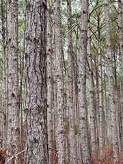 Obraz premium Tall pine trees stand close together in a dense forest, showcasing textured bark and green needles in a natural woodland environment