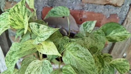 Golden Pothos (Epipremnum aureum): A Classic Devil's Ivy or Money Plant, showcasing Lush Green...