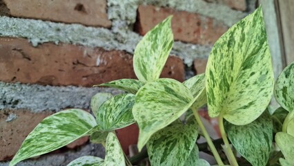 Golden Pothos (Epipremnum aureum): Easy-Care Devil's Ivy or Money Plant with Lush Variegated Green...