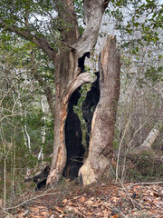 A tall, partially dead tree with a hollow, blackened trunk rises from a forest floor covered in dry leaves, hinting at past fire damage amid resilient greenery