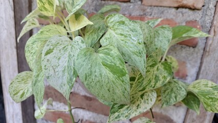 Money Plant (Epipremnum aureum): Close-Up of Variegated Golden Pothos or Devil's Ivy, a Healthy...
