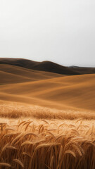 A minimalist landscape of rolling golden wheat fields with layered hills and soft gray sky

