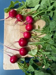 fresh garden radishes