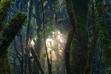 Mysterious lush green moss covered tree in tropical rainforest with sunlight in national park