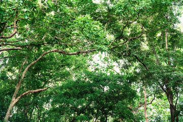 Lush green forest canopy with sunlight filtering through