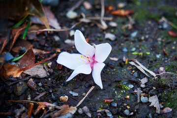 Fallen delicate cherry blossom flower on ground