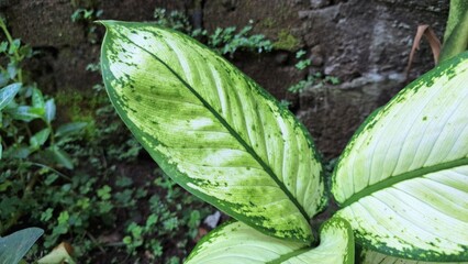 Close-Up Vibrant Dieffenbachia Leaf: Unique White and Green Variegated Pattern, Tropical Houseplant...