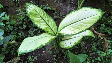 Dieffenbachia Seguine Macro: Vibrant Natural Texture and Distinctive Green-White Foliage Pattern, Ideal for Plant Backgrounds
